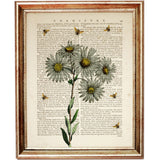 White Daisy with Bees Dictionary Art Print, Botanical Wall Hanging