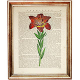 Set of 4 Flower Dictionary Art Prints, Blooming Botanicals Poster