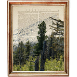 The Wild Woodland Set of 3 Forest Dictionary Art Prints
