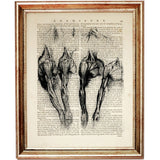 Set of 8 Da Vinci Anatomical Drawings Dictionary Art Prints