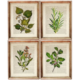 Set of 4 Botanical Leaf Dictionary Art Prints, Leafy Whispers Poster