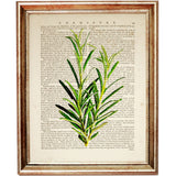 Set of 4 Botanical Leaf Dictionary Art Prints, Leafy Whispers Poster