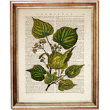Set of 4 Botanical Leaf Dictionary Art Prints, Leafy Whispers Poster