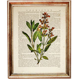 Set of 4 Botanical Leaf Dictionary Art Prints, Leafy Whispers Poster