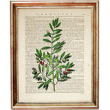 Olive Tree Botanical Print, Bathroom Wall Art, Dictionary Art Print, Greenery Wall Decor