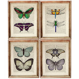 Set of 4 Butterflies & Dragonflies Dictionary Art Prints, Wings Decor