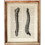 Set of 4 Anatomical Dictionary Art Prints for Medical Professionals