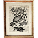 Set of 4 Black & White Botanical Dictionary Art Prints, Botanicals Art