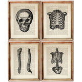 Set of 4 Anatomical Dictionary Art Prints for Medical Professionals