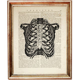 Set of 4 Anatomical Dictionary Art Prints for Medical Professionals