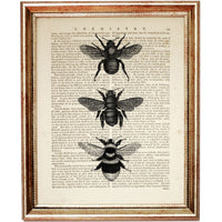 Monochrome Bee Trio Dictionary Print