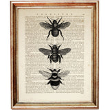 Monochrome Bee Trio Dictionary Print