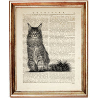 Maine Coon Cat Portrait Vintage Print