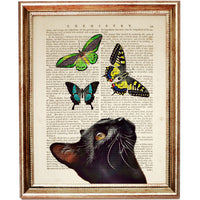 Cat Gazing at Butterflies Illustration