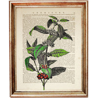 Coffee Plant Botanical Art Print