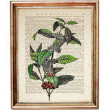 Coffee Plant Botanical Art Print