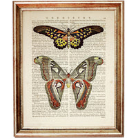 Double butterfly illustration dictionary print