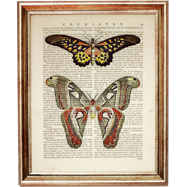 Double butterfly illustration dictionary print