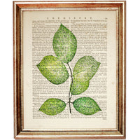 Botanical Greenery Prints Collection