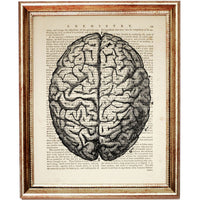 Detailed Brain Anatomy Poster