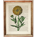 Botanical Marigold Illustration Print