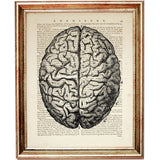 Human Anatomy Brain Print Collection