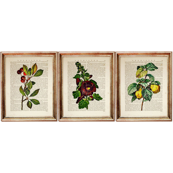 Set of 3 Botanical Flower Dictionary Wall Art