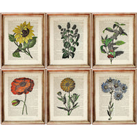 Floral Collection - 6 Prints Dictionary Art