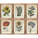 Floral Collection - 6 Prints Dictionary Art