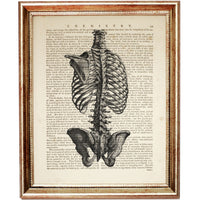 anatomical illustration of the rib cage and spine, printed on an antique dictionary page, classic medical or academic wall decor
