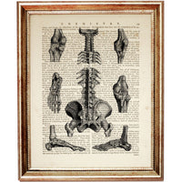 Anatomical drawing of human bones, spine, and joints on vintage text