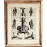Anatomical drawing of human bones, spine, and joints on vintage text