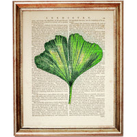 Botanical Ginkgo Leaf Art Print - Retro Dictionary Illustration