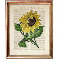 Botanical Sunflower Dictionary Poster