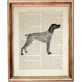 German Shorthaired Pointer black and white dictionary art print