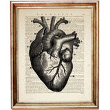 human heart anatomy art print on dictionary page