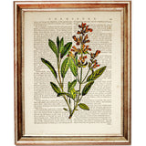 Set of 8 Stunning Botanical Dictionary Art Prints, Botanist Home Decor