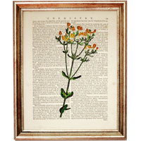 Set of 8 Stunning Botanical Dictionary Art Prints, Botanist Home Decor