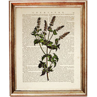 Set of 8 Stunning Botanical Dictionary Art Prints, Botanist Home Decor