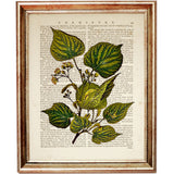 Set of 8 Stunning Botanical Dictionary Art Prints, Botanist Home Decor