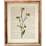 Set of 8 Stunning Botanical Dictionary Art Prints, Botanist Home Decor