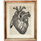 Human Anatomy Heart Black and White Dictionary Print