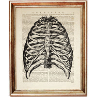 rib cage anatomy art print on dictionary page