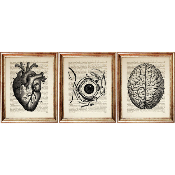 Set of 3 Prints Anatomical Dictionary Art Print - Medical Illustration 8x10