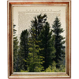 Dense woodland landscape featuring tall dark evergreen trees and layered green foliage, displayed over an aged dictionary page in a vintage wooden frame.