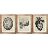 Anatomy Poster Heart, Skull, Brain - Dictionary Art Prints Set of 3  Wall Decor