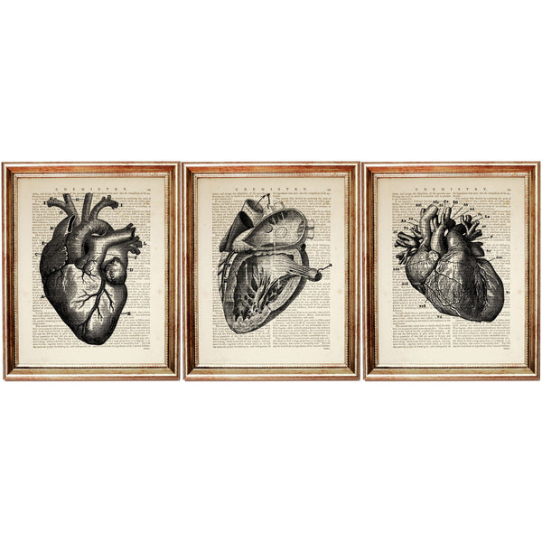 Anatomy Wall Art Set, Human Heart Prints, Medical Dictionary Art Decor