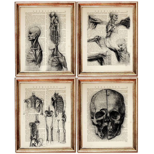 Set of 4 Anatomical Marvels Dictionary Art Prints for the Curious Mind