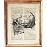 Anatomy Poster Heart, Skull, Brain - Dictionary Art Prints Set of 3  Wall Decor