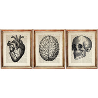 Anatomical Heart Art Print Set, Medical Wall Decor